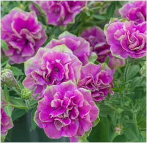 Снимок экрана 2025-08-03 0838458